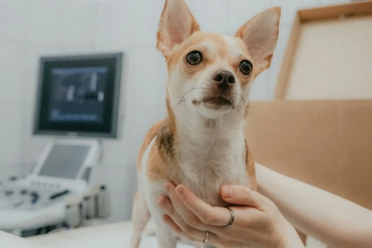 A small dog standing on a clinic examination table, steadied by a pair of hands