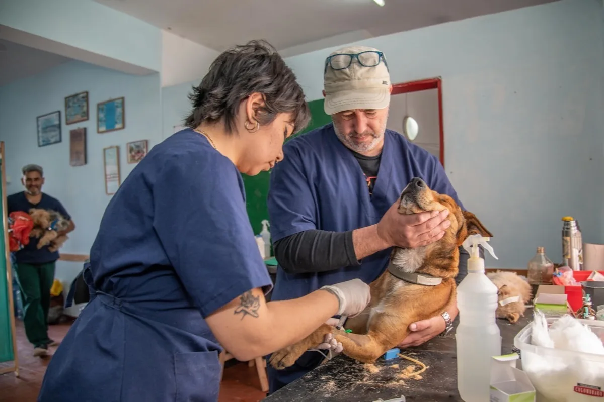 Two veterinary staff in scrubs treating a dog together on a clinic table