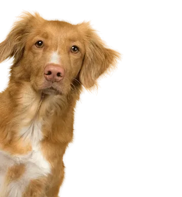 A retriever tilting its head, waiting for an answer