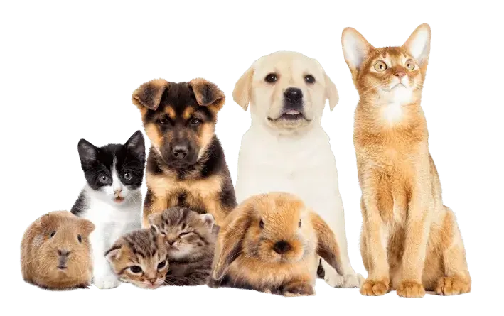A lineup of dogs, cats, a rabbit and a guinea pig sitting together