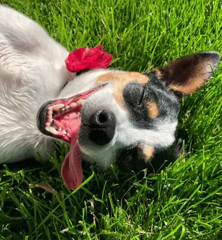 A healthy dog rolling in the grass, the point of a wellness recall