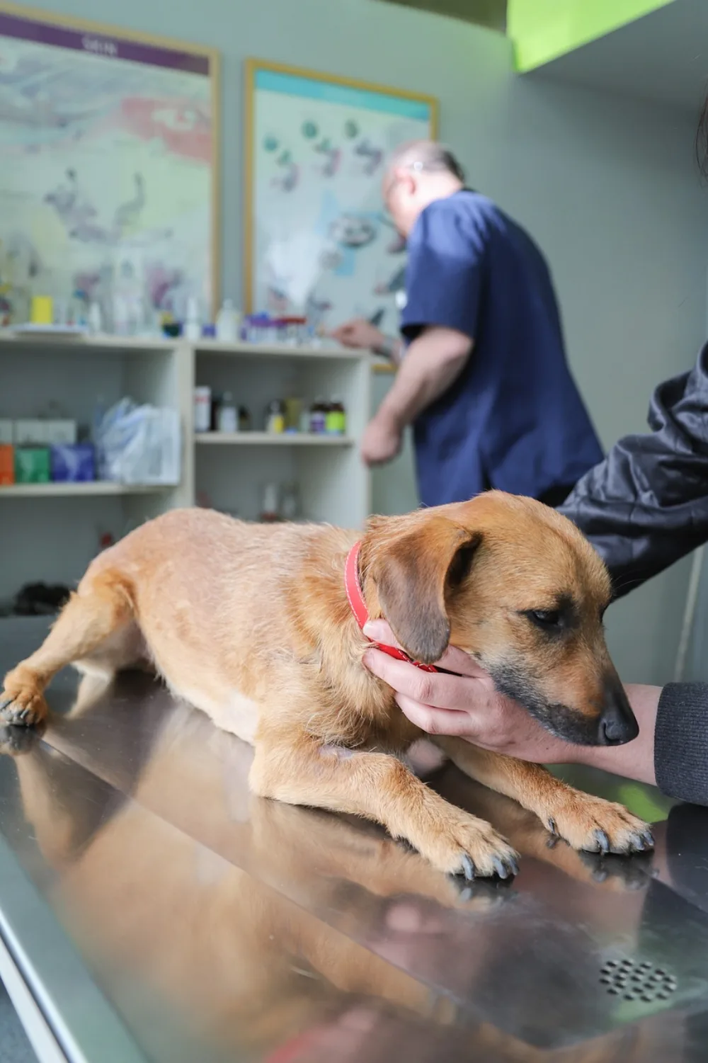 A dog on an exam table with its owner's hands steadying it while a veterinarian works in the background