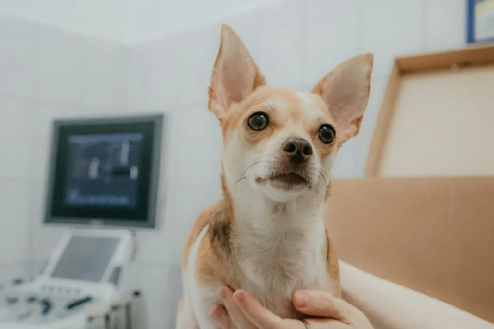 A small dog held gently on the exam table during a routine visit
